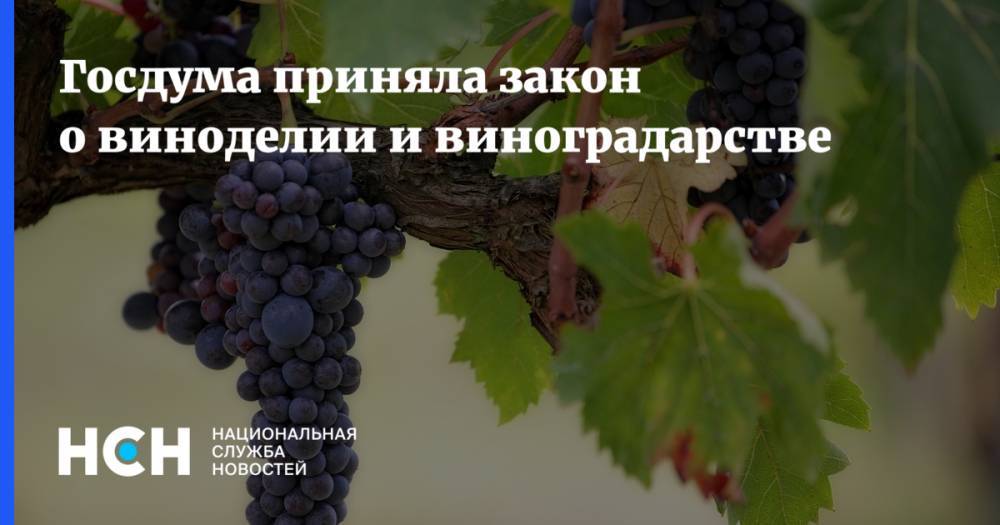 Госдума приняла закон о виноделии и виноградарстве