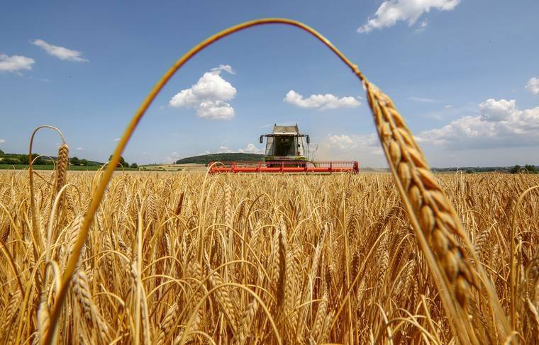 Урожай зерна в России в 2019 году составил 120,6 млн тонн
