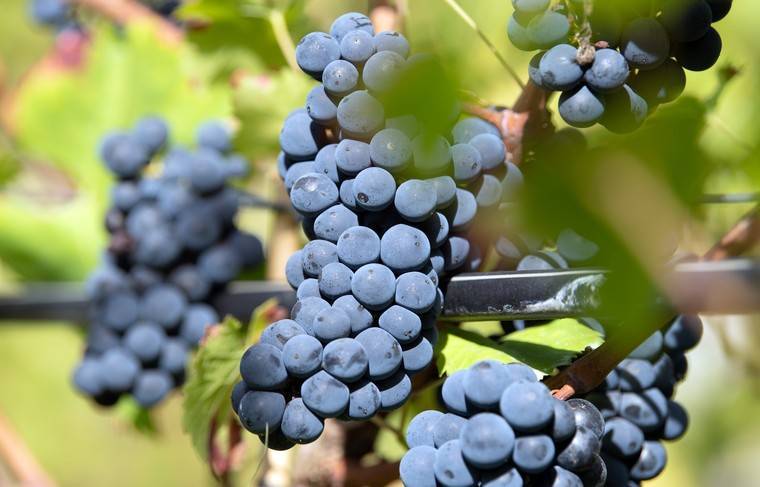 Закон о виноделии и виноградарстве принят Госдумой в окончательном чтении