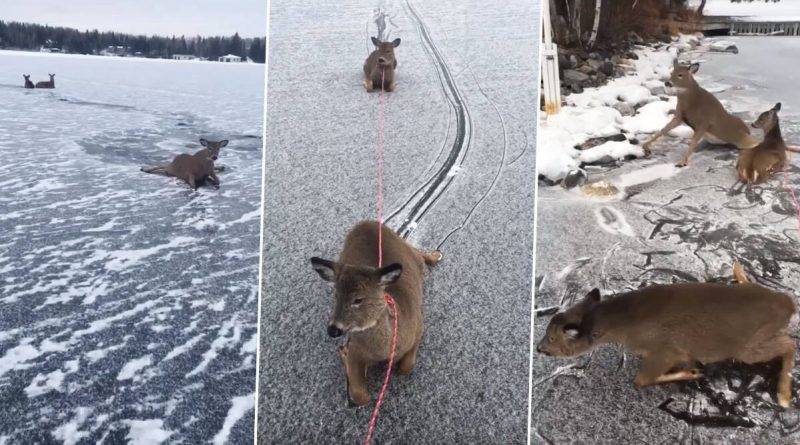 Мужчина рискнул жизнью и спас семью оленей с замерзшего озера