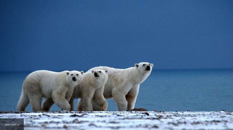 Почти все окружившие населенный пункт на Чукотке белые медведи ушли