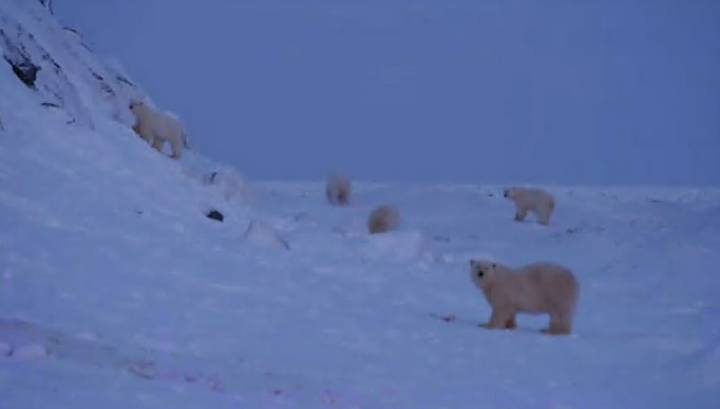 Белые медведи "сняли осаду" и ушли от чукотского села