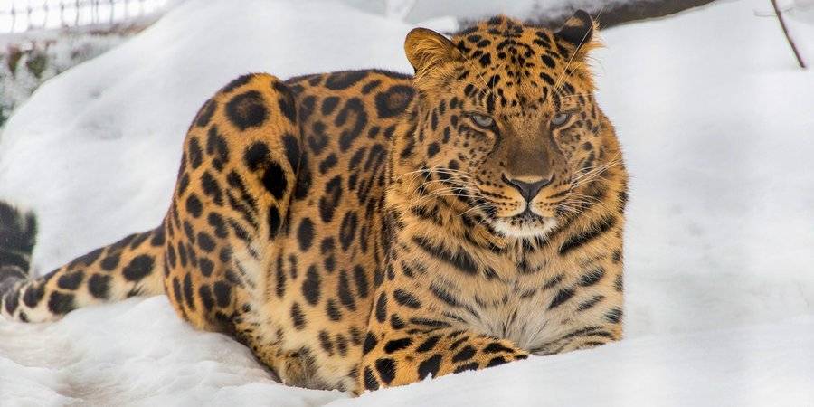 Московский зоопарк подготовил новогоднюю программу