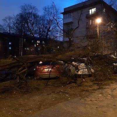 Ночью сильный ветер в Петербурге валил деревья и кровли