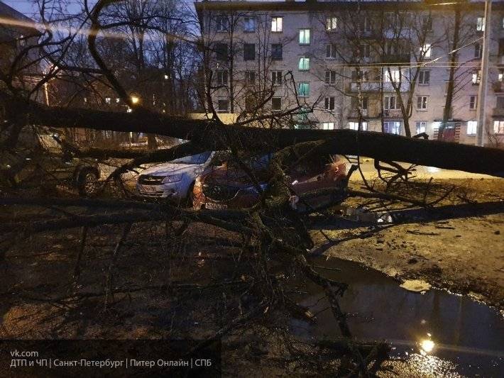 Штормовой ветер в Петербурге повалил более 40 деревьев и сорвал кровлю с 16 зданий