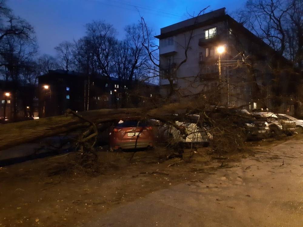Ночной ураган в Петербурге не выдержали почти сто деревьев