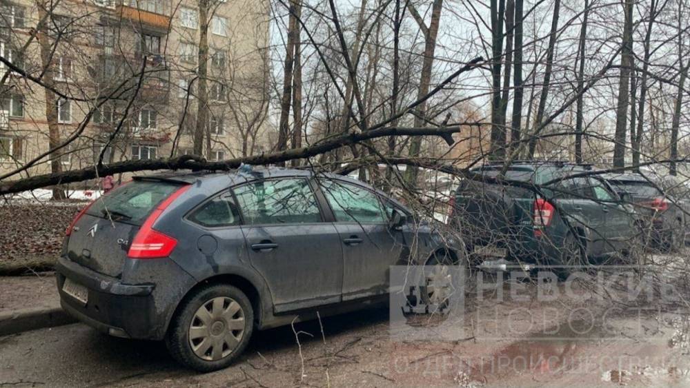Из-за непогоды в Петрозаводске деревья падают на машины и дороги