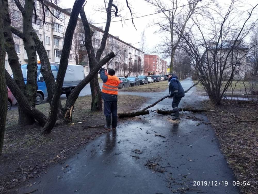 Петербургские коммунальщики продолжили спиливать и вывозить деревья после ночного урагана