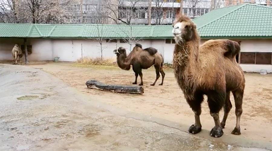 Двух двугорбых верблюдиц перевели в постоянный вольер в зоопарке Москвы