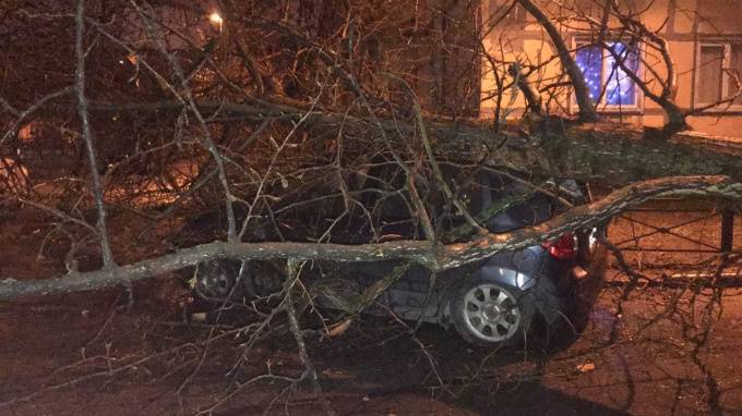 Петербург потерял три сотни деревьев из-за ночного шторма