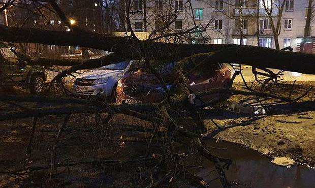 В Санкт-Петербурге ураганный ветер повалил более 300 деревьев