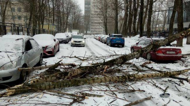 В Петербурге штормовым ветром повалено 305 деревьев