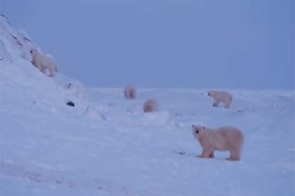 Оккупированное село на Чукотке покинули почти все белые медведи