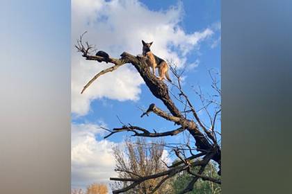 Немецкая овчарка вскарабкалась на дерево за котом и застряла