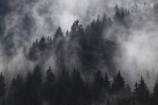 В Госдуму внесли проект о передаче полномочий по охране лесов на федеральный уровень