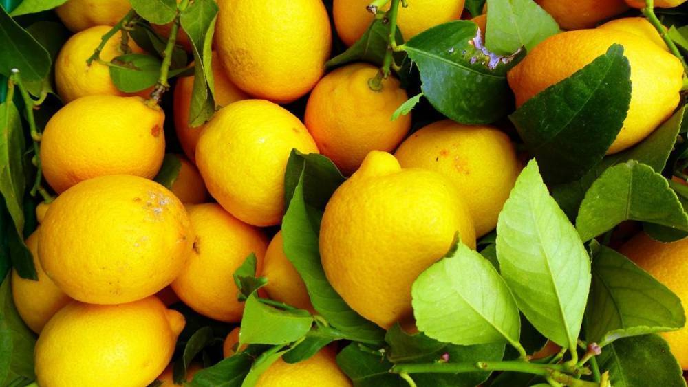 Ученые: лимон защищает от рака - Cursorinfo: главные новости Израиля
