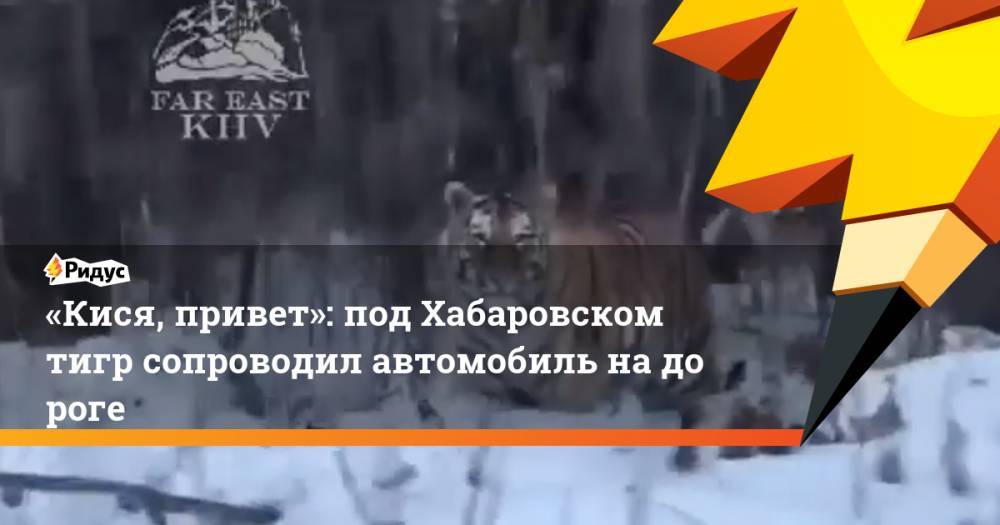 «Кися, привет»: под Хабаровском тигр сопроводил автомобиль на&nbsp;дороге