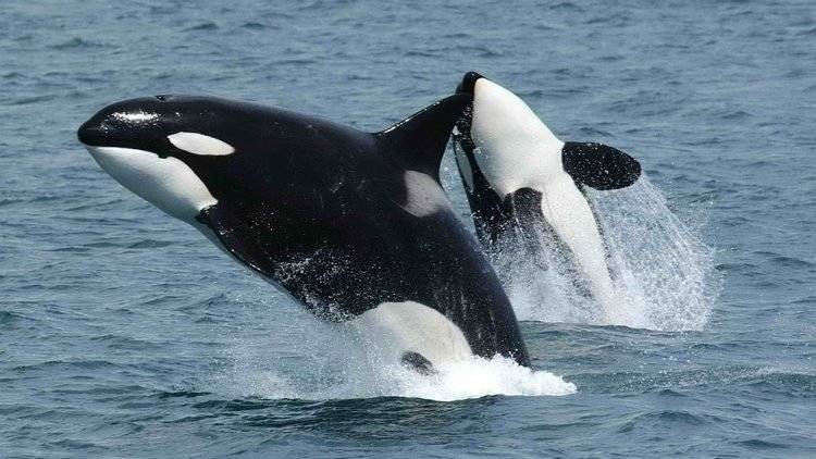 Российским дельфинариям могут запретить держать китообразных – белух и касаток