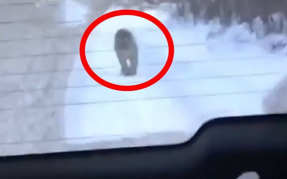 Амурский тигр преследовал автомобиль и попал на видео