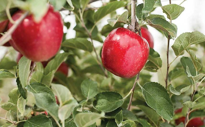 Ученые вывели новый сорт яблок за $10 млн: их можно хранить год