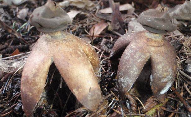 Найден один из самых редких грибов России