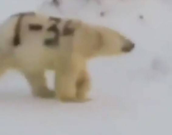 На Дальнем Востоке неизвестные разрисовали белого медведя под Т-34