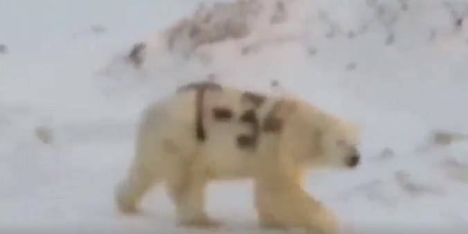 Белого медведя с надписью "Т-34" на спине сняли на видео
