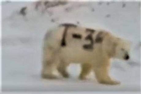 Ученый объяснил последствия «шутливой» надписи «Т-34» на боку белого медведя