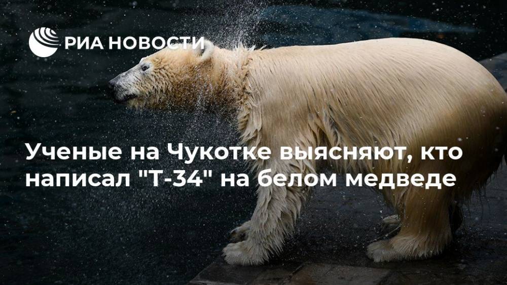 Ученые на Чукотке выясняют, кто написал "Т-34" на белом медведе