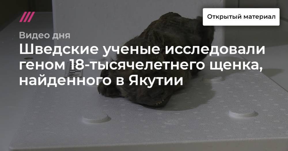 Шведские ученые исследовали геном 18-тысячелетнего щенка, найденного в Якутии.
