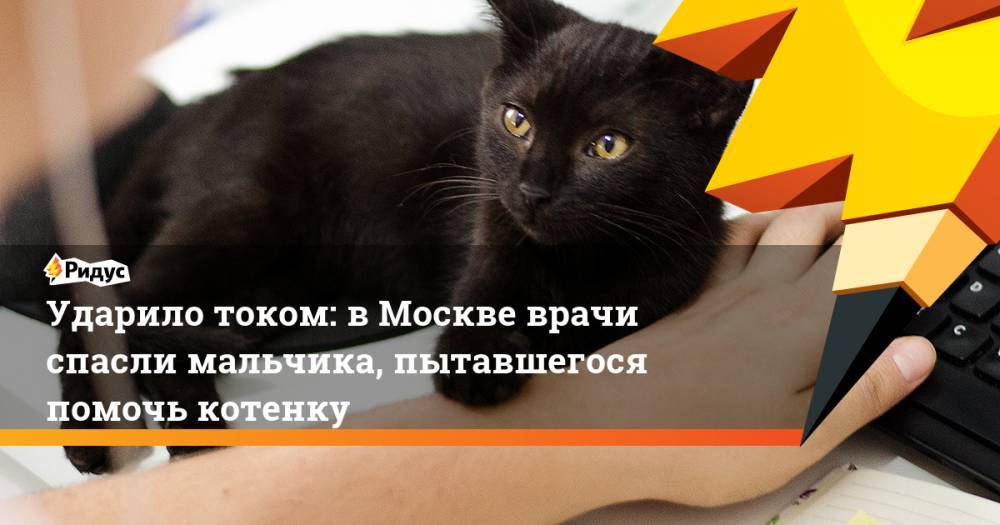 Ударило током: в Москве врачи спасли мальчика, пытавшегося помочь котенку