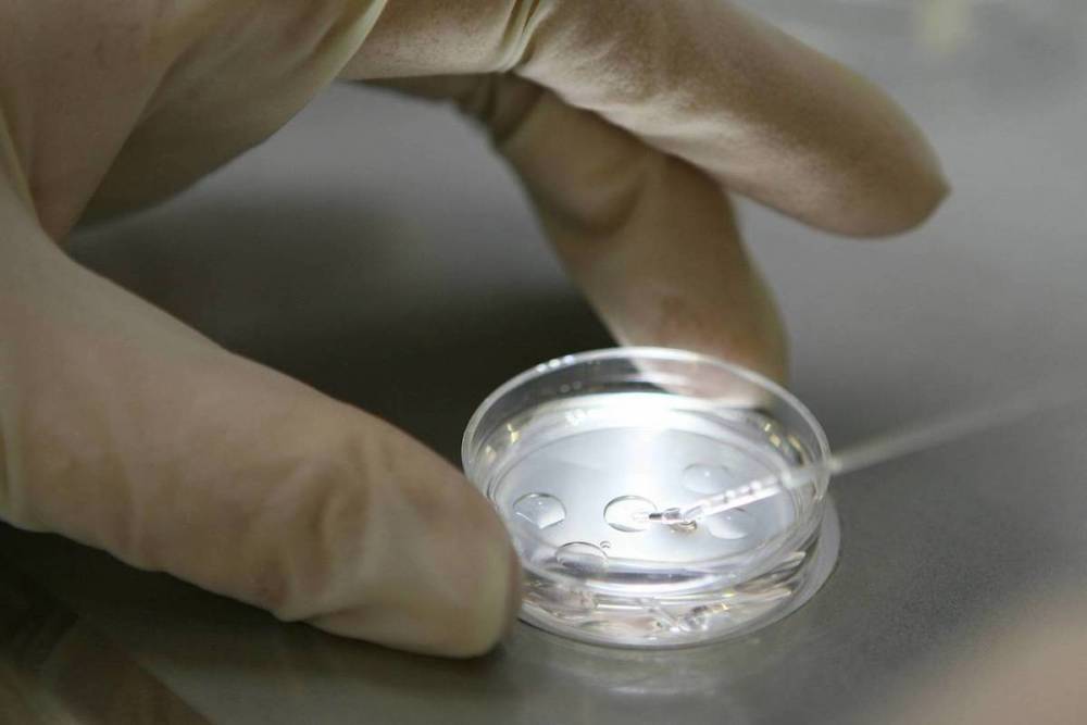 В Китае нашли эмбрион неизвестного организма