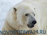 Зоозащитников возмутило видео с белым медведем, на боку которого краской написали Т-34