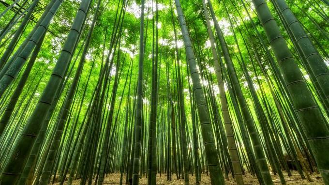 В Красносельском районе может появиться бамбуковая тропа