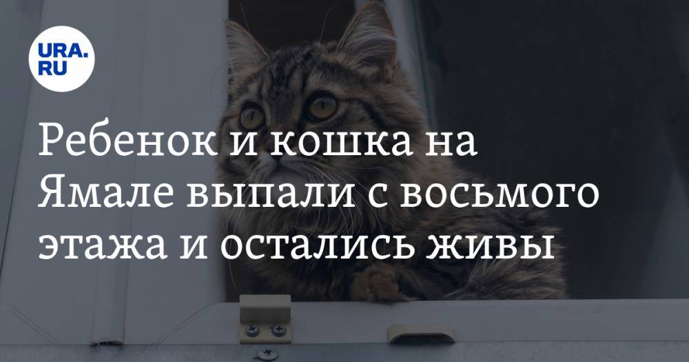 Ребенок и кошка на Ямале выпали с восьмого этажа и остались живы