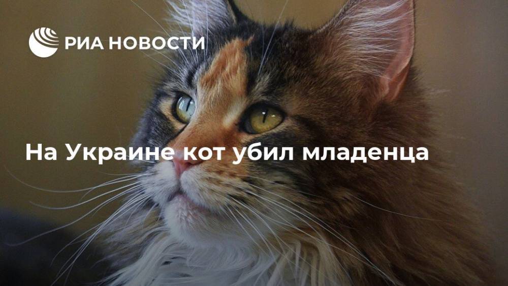 На Украине кот убил младенца