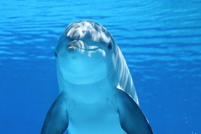 В российских дельфинариях могут запретить держать белух и косаток