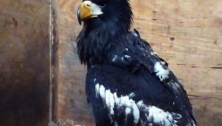 В Приморье сотрудники охотнадзора подобрали раненого краснокнижного орлана