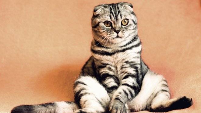 Ученые выяснили, что люди почти не разбираются в мимике котов