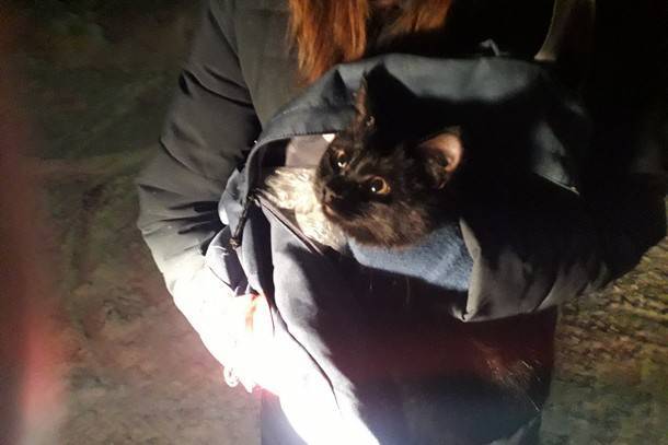 Народный корреспондент: «В пригороде Сыктывкара для спасения кота пригнали две спецмашины»