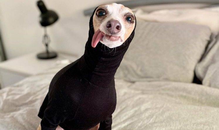 Очаровательная собака с высунутым языком стала звездой Instagram после чудесного спасения с щенячьей фермы