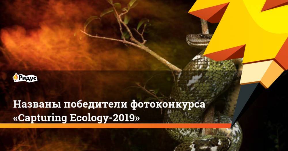 Названы победители фотоконкурса «Capturing Ecology-2019»