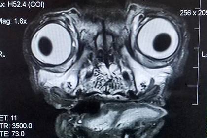 Снимок мопса заставил пользователей сети вспомнить о кошмарах