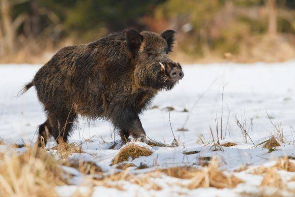 В Хабаровском крае обнаружена африканская чума свиней