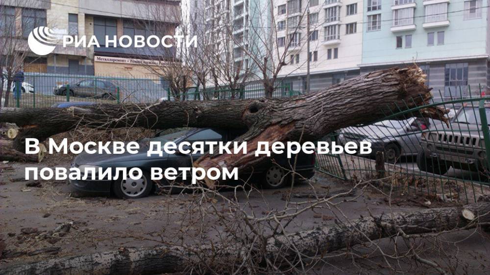 В Москве десятки деревьев повалило ветром
