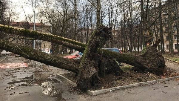 Несколько десятков деревьев повалил сильный ветер в Москве
