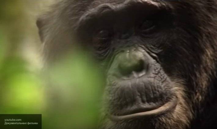 Ученые выявили, что шимпанзе умеет «создавать» рок-музыку на деревьях