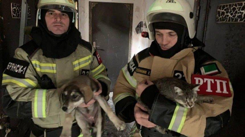 Сотрудники МЧС спасли 170 кошек и собак при пожаре в Грозном