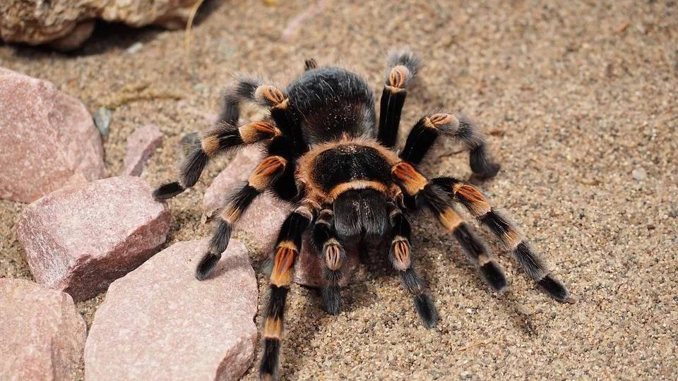 Биолог объяснил, почему в Москве могут появиться тарантулы