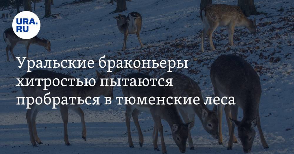 Уральские браконьеры хитростью пытаются пробраться в тюменские леса